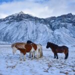 雪の中に立つアイスランドの馬（アイスランド・ホース）　アイスランドの風景