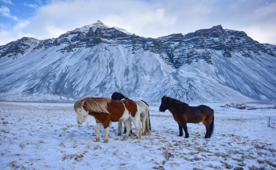 雪の中に立つアイスランドの馬　アイスランドの風景