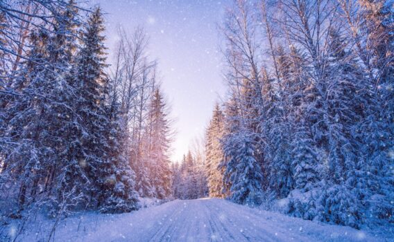 美しい冬の森　フィンランドの冬の風景