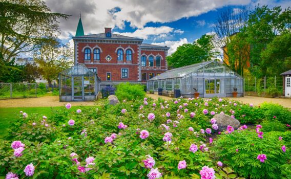 コペンハーゲン大学植物園の花の風景　デンマークの風景