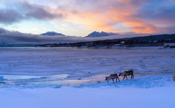 トナカイと冬のノルウェー海沿岸の風景　ノルウェーの風景