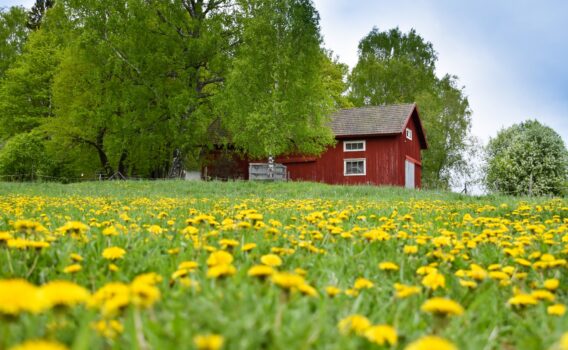 納屋とタンポポ　フィンランドの夏の風景
