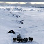 雪原と犬ぞり　グリーンランドの風景