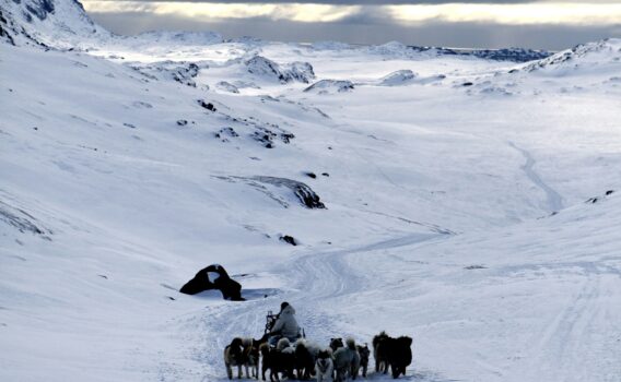 雪原と犬ぞり　グリーンランドの風景