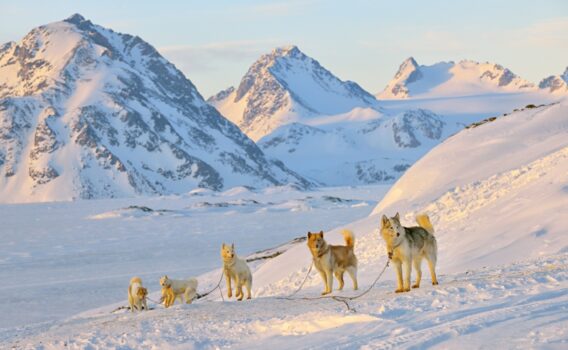 犬ぞりと冬のグリーンランドの風景