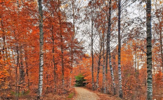 エスポーの風景　フィンランドの秋の風景