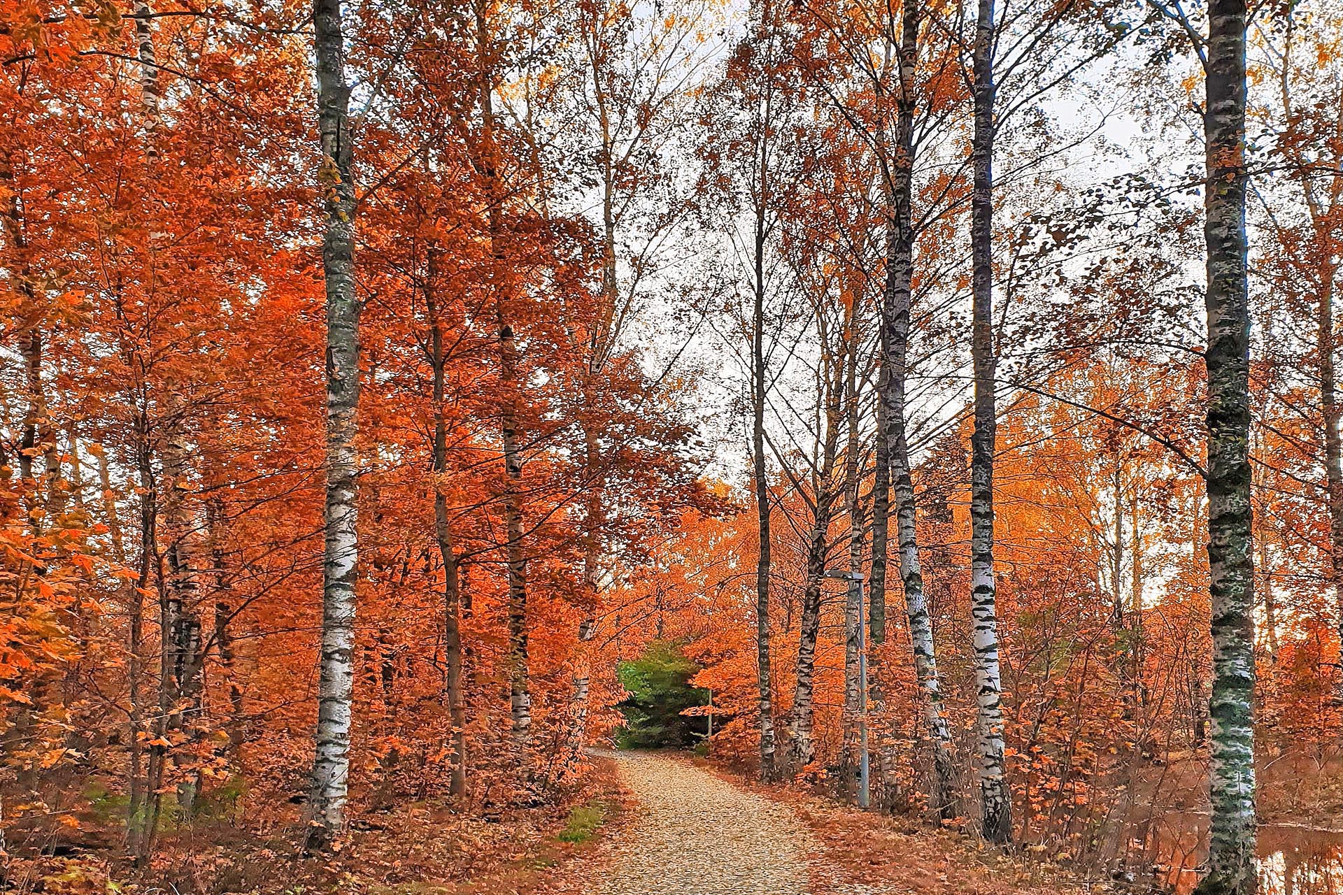 エスポーの風景　フィンランドの秋の風景