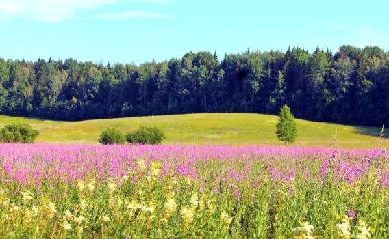 キルッコヌンミの草原　フィンランドの風景