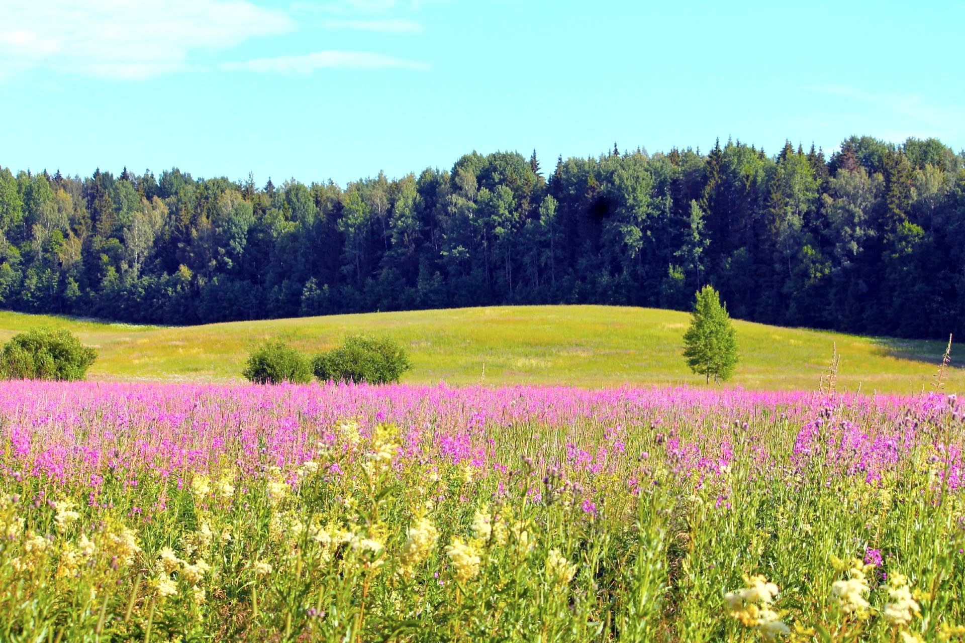 キルッコヌンミの草原　フィンランドの風景