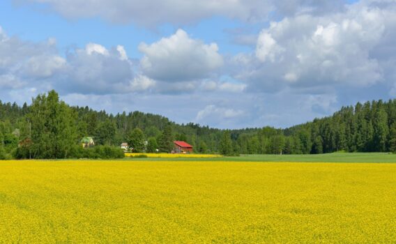 フィンランドの田園風景