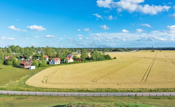 ウプサラ近郊の小麦畑　スウェーデンの田園風景