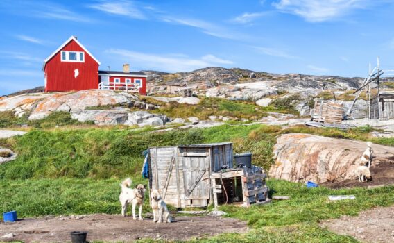 オカートスト集落のグリーンランド犬　グリーンランドの風景