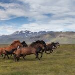 草原を駆けるアイスランドの馬たち アイスランドの風景