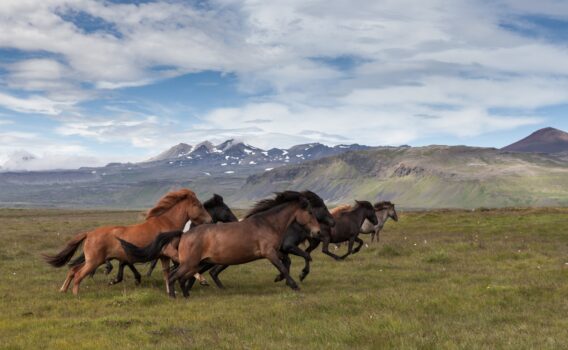 草原を駆けるアイスランドの馬たち　アイスランドの風景