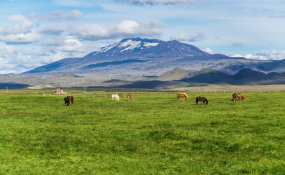 ヘクラ山と馬のいる風景　アイスランドの風景