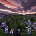 ルピナスの咲く夕暮れの風景　アイスランドの風景