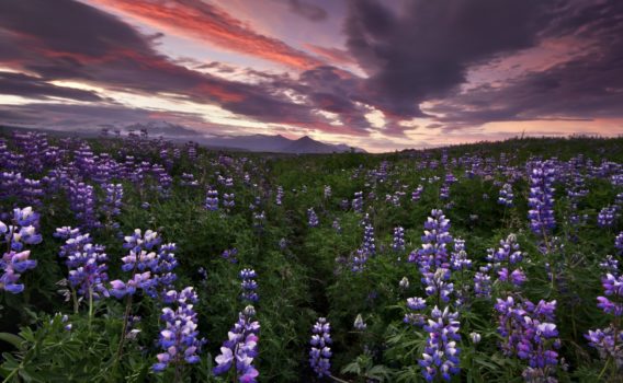 ルピナスの咲く夕暮れの風景　アイスランドの風景