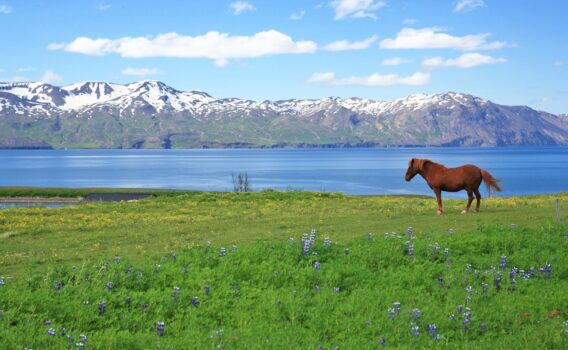 フーサヴィーク近郊の風景　アイスランドの風景