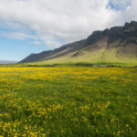 花の咲くレイキャネス半島の風景　アイスランドの春の風景