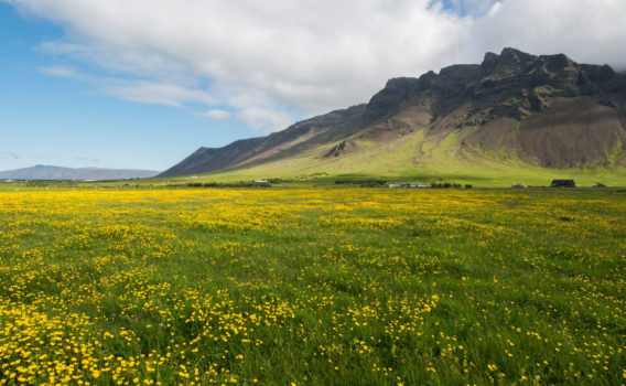 花の咲くレイキャネス半島の風景　アイスランドの春の風景