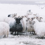冬の雪原の羊　アイスランドの冬の風景