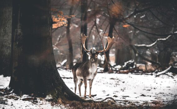 イエーアスボーの森林公園　デンマークの冬の風景