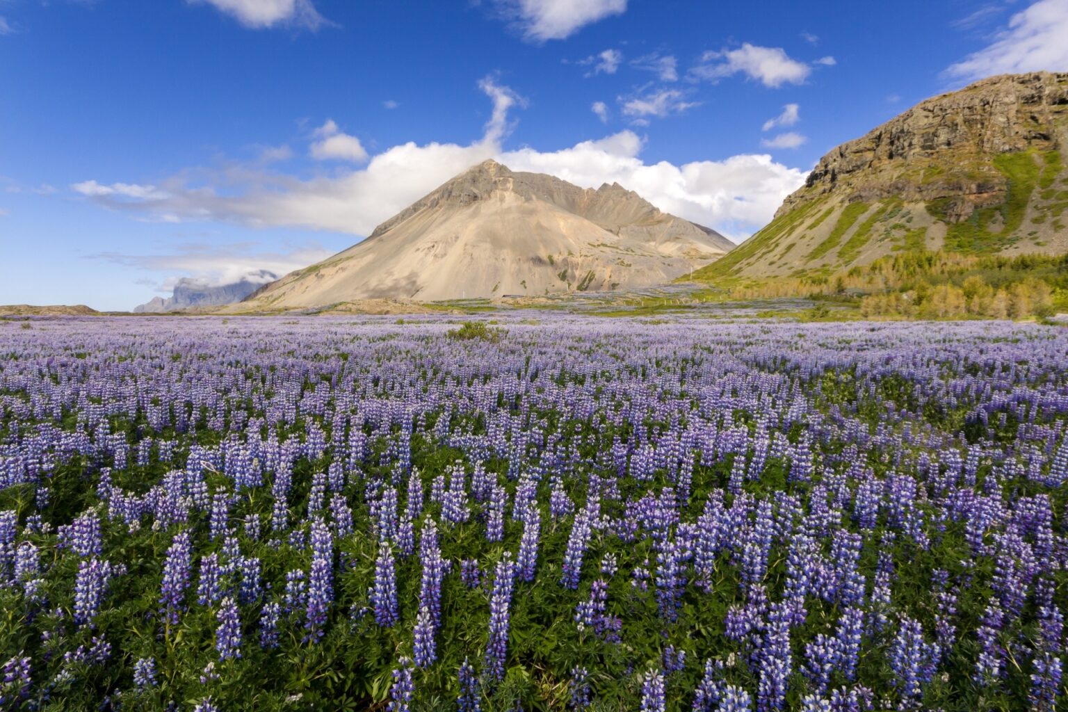 ルピナスの咲く風景　アイスランドの風景