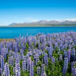 ルピナスの花の咲く風景　アイスランドの風景