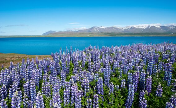 ルピナスの花の咲く風景　アイスランドの風景