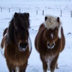 雪の中のアイスランドの馬　アイスランドの冬の風景