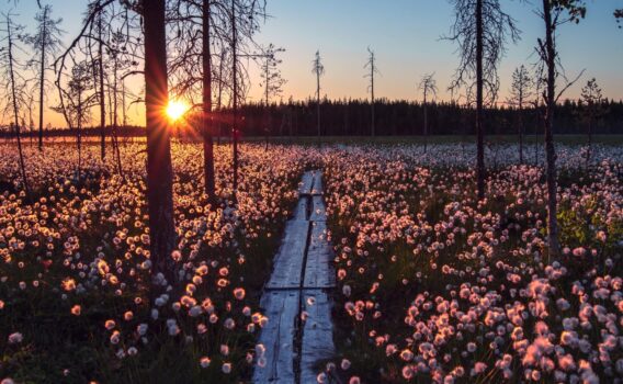 真夜中の太陽に照らされるワタスゲの花　フィンランドの夏の風景