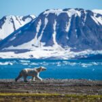 スピッツベルゲン島のホッキョクグマ　ノルウェーの風景