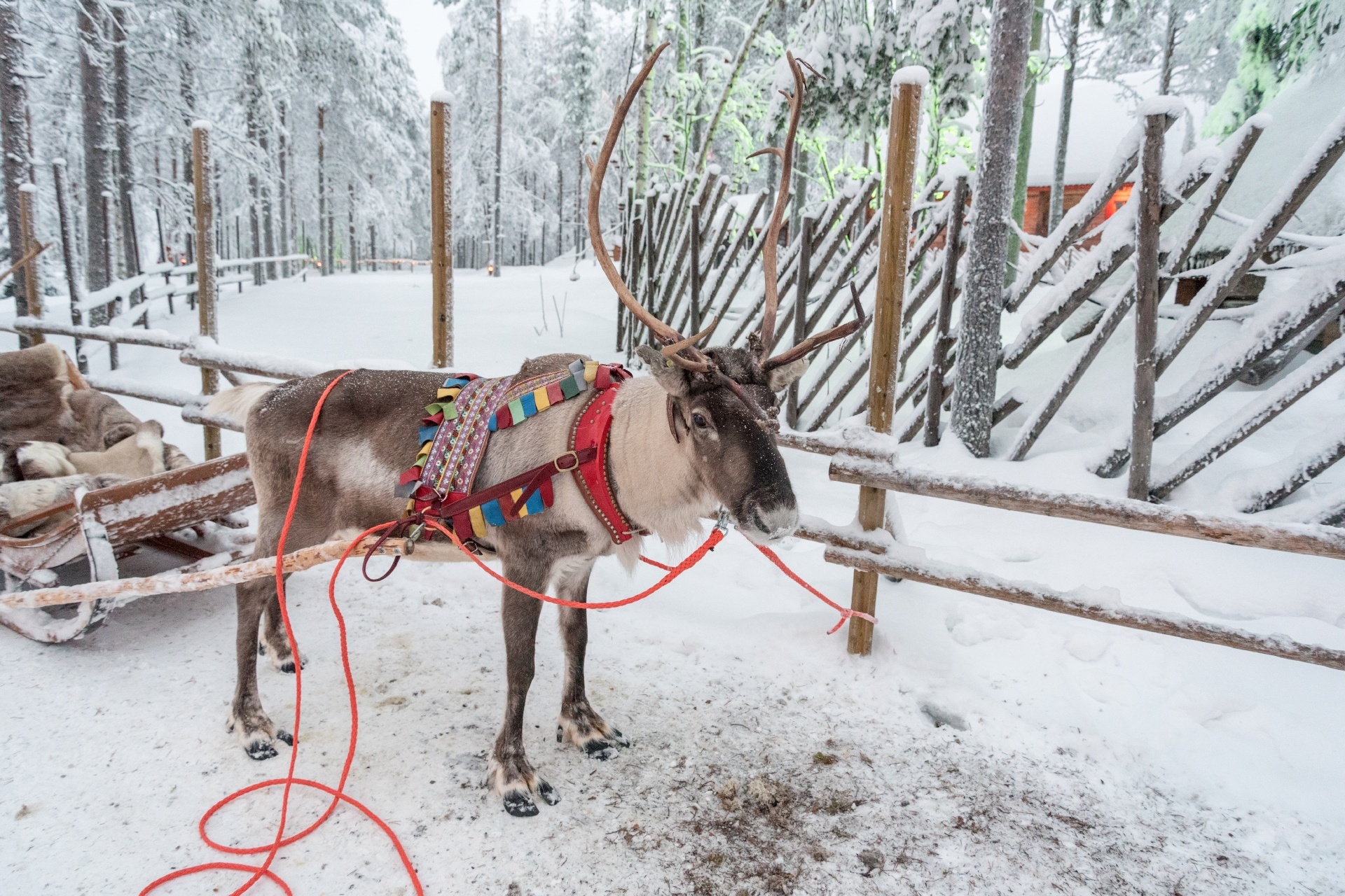ロヴァニエミのトナカイ　フィンランドの冬の風景