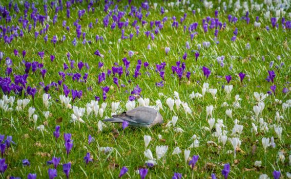 クロッカスの花咲くデンマークの春の風景