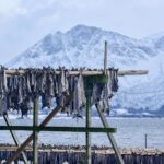 タラを干す風景　冬のロフォーテン諸島　ノルウェーの冬の風景