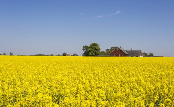 スコーネの菜の花畑　スウェーデンの風景