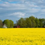 スモーランド地方の春の風景　スウェーデンの風景