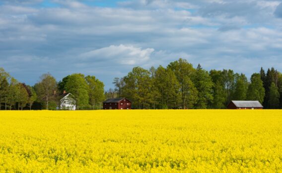スモーランド地方の春の風景　スウェーデンの風景
