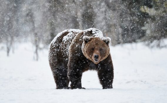 雪の中のクマ　フィンランドの冬の風景