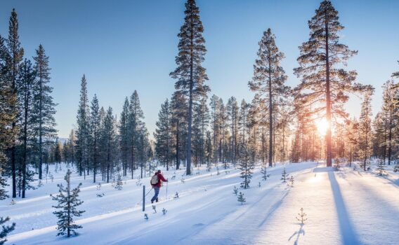 冬の北欧　クロスカントリー スキーの風景