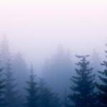 霧の森　フィンランドの風景