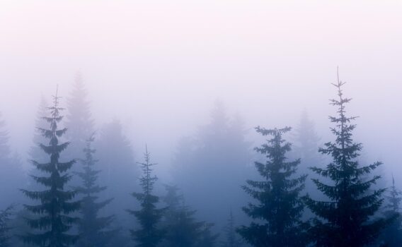 霧の森　フィンランドの風景