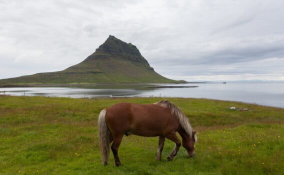 キルキュフェトル山とアイスランドホース　アイスランドの絶景