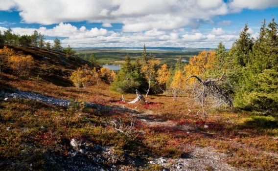 湖と森の風景　フィンランドの風景