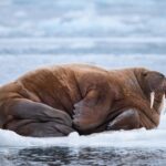 スバールバル諸島の野生生物　流氷の上のセイウチ　ノルウェーの風景