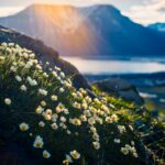 スピッツ ベルゲン島の夏の風景　ノルウェーの風景