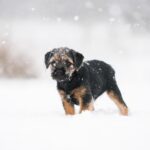 雪のフィンランド