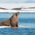 スピッツベルゲン島のセイウチ　ノルウェーの風景