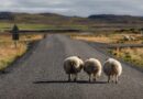 アイスランドの羊たち
