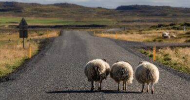 アイスランドの羊たち